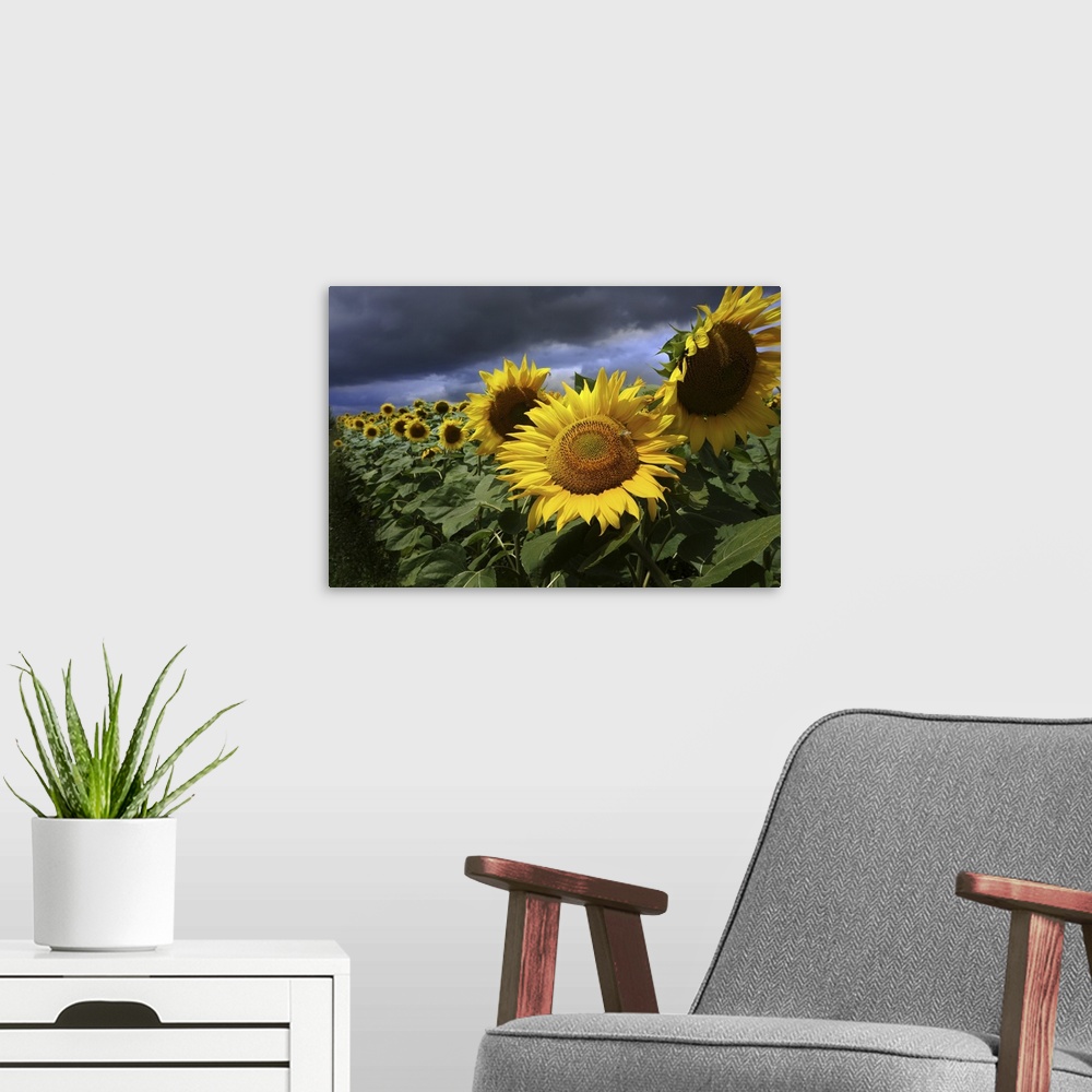 A modern room featuring Sun Flower and Storm