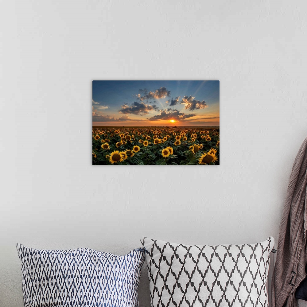 A bohemian room featuring Magnificent sunset over a sunflower field.
