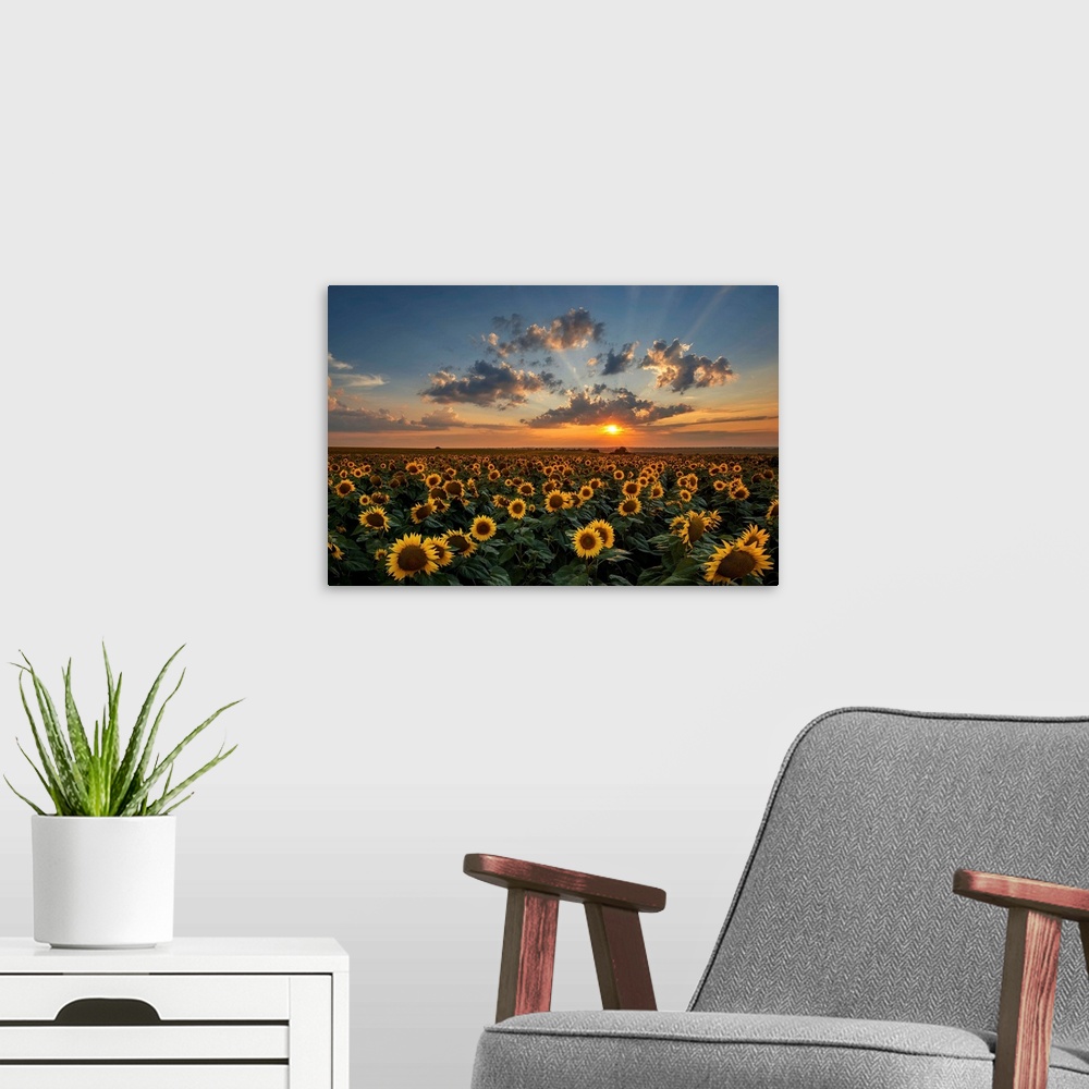 A modern room featuring Magnificent sunset over a sunflower field.