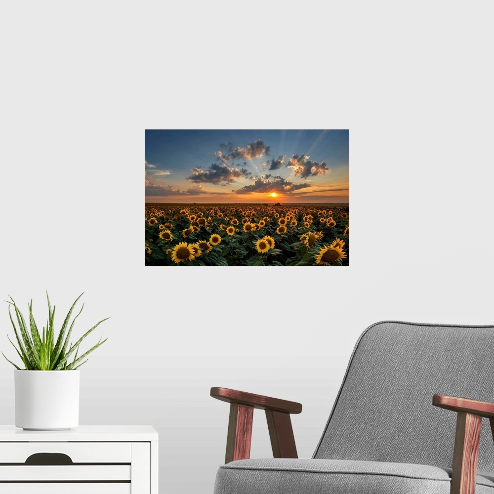 A modern room featuring Magnificent sunset over a sunflower field.