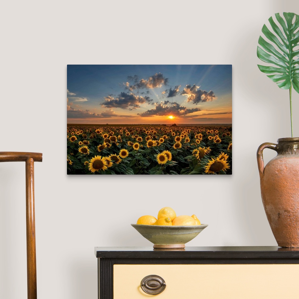 A traditional room featuring Magnificent sunset over a sunflower field.