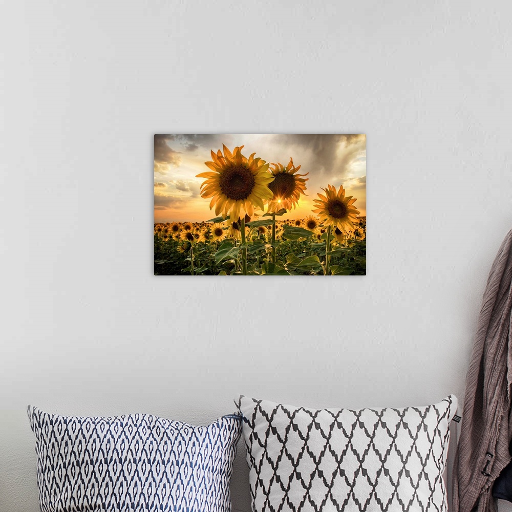 A bohemian room featuring Sunflower field at sunset with a beautiful sun starburst.