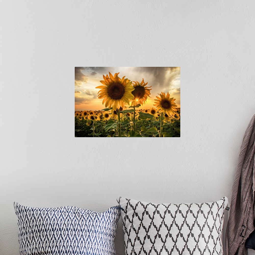 A bohemian room featuring Sunflower field at sunset with a beautiful sun starburst.
