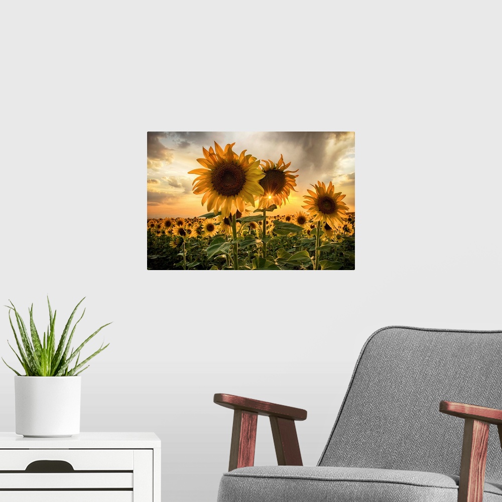A modern room featuring Sunflower field at sunset with a beautiful sun starburst.