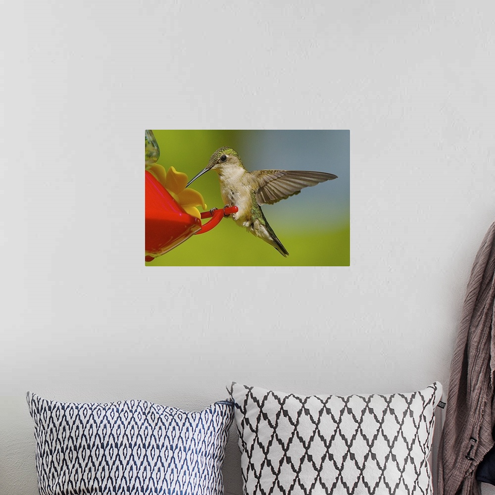 A bohemian room featuring A female Ruby-throated Hummingbird feeding at a plastic feeder.