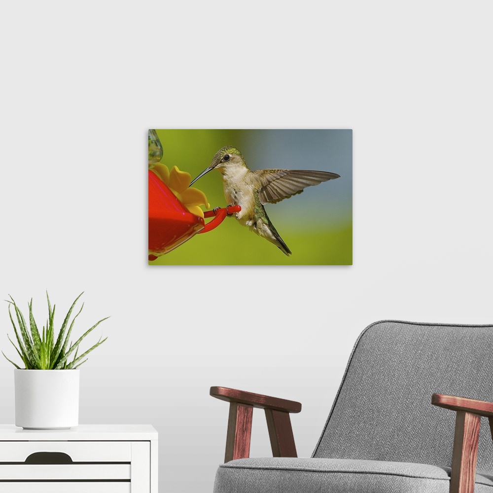 A modern room featuring A female Ruby-throated Hummingbird feeding at a plastic feeder.