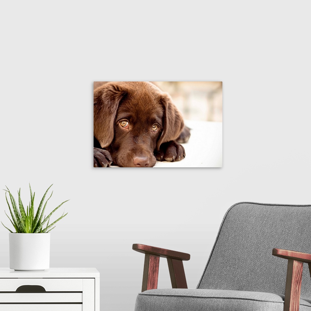 A modern room featuring Sweet Puppy
