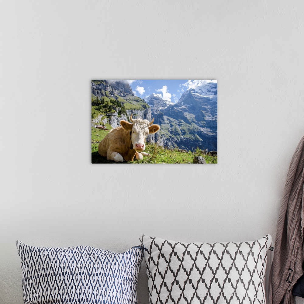 A bohemian room featuring Cow relaxing in the mountains of Oeschinensee, Kandersteg, Switzerland.