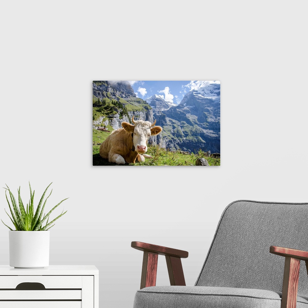 A modern room featuring Cow relaxing in the mountains of Oeschinensee, Kandersteg, Switzerland.