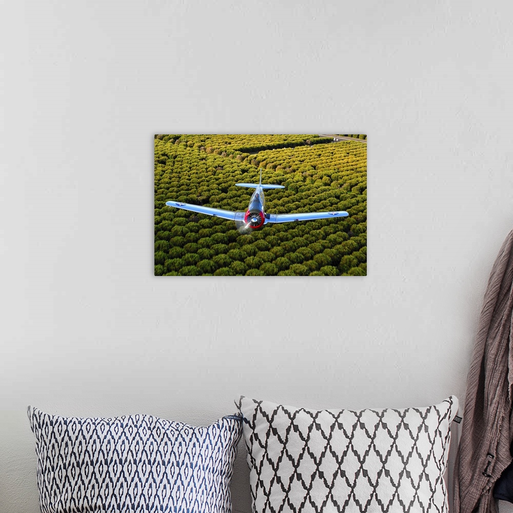 A bohemian room featuring A North American T-6 Texan makes a pass over Arizona Orange Groves.