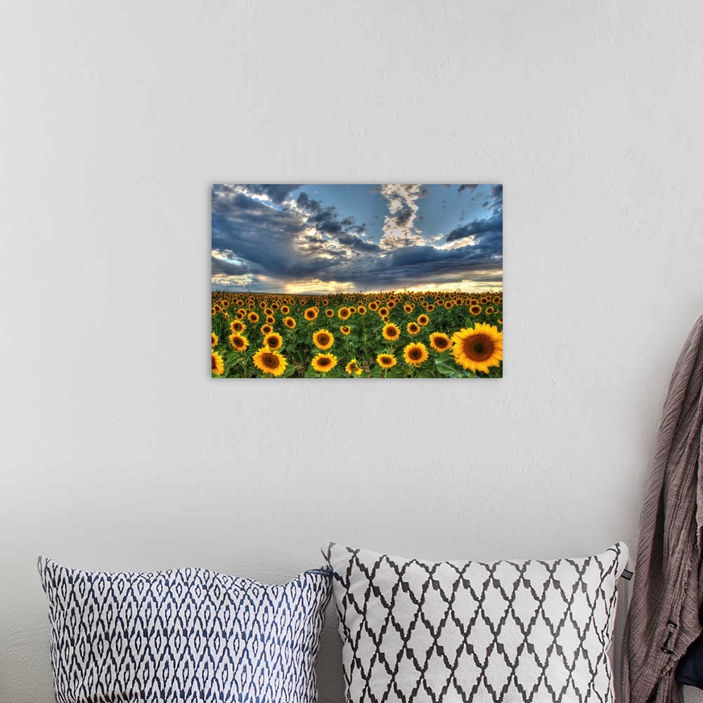 A bohemian room featuring Sunflower field in Colorado under dramatic clouds.