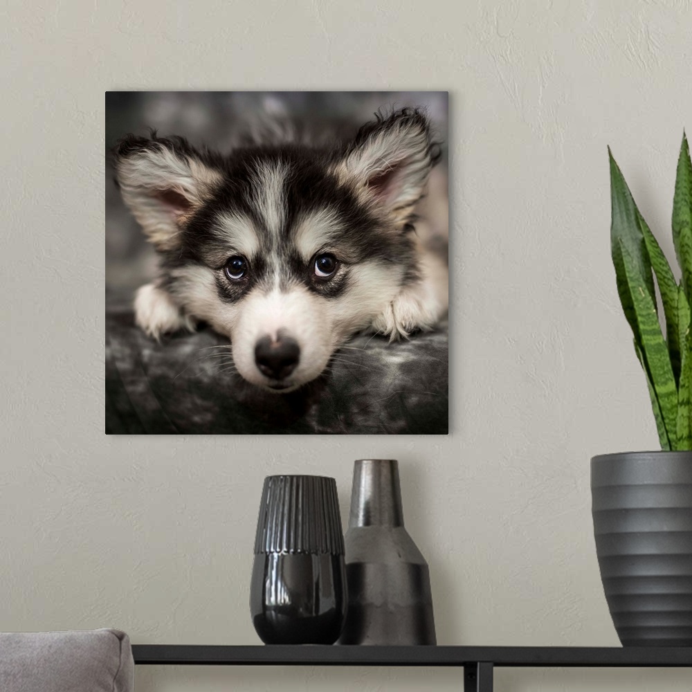 A modern room featuring An adorable Husky puppy.
