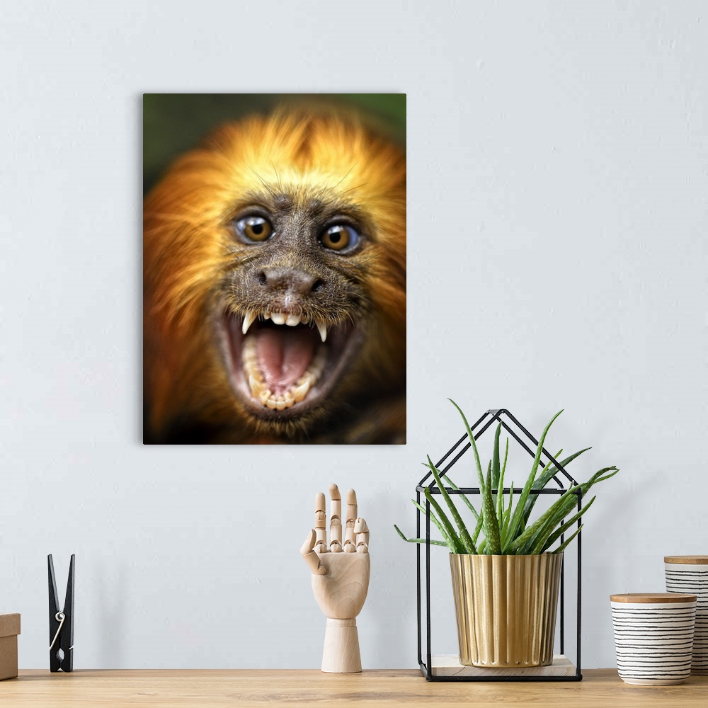 A bohemian room featuring A smiling monkey baring its teeth.