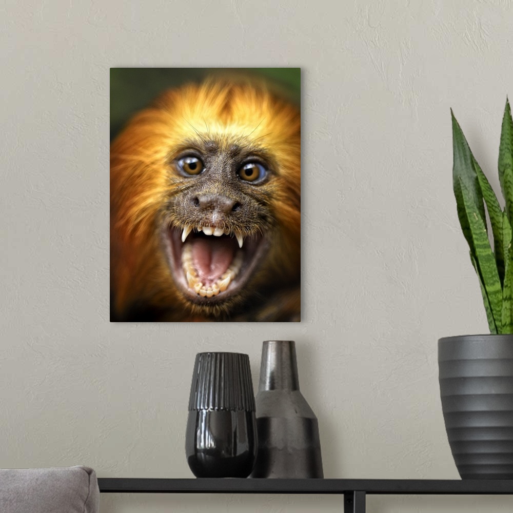 A modern room featuring A smiling monkey baring its teeth.