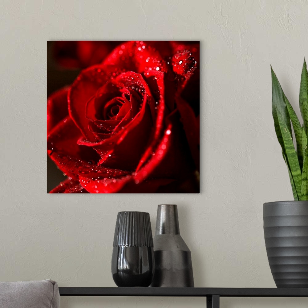 A modern room featuring The Bokeh Rose