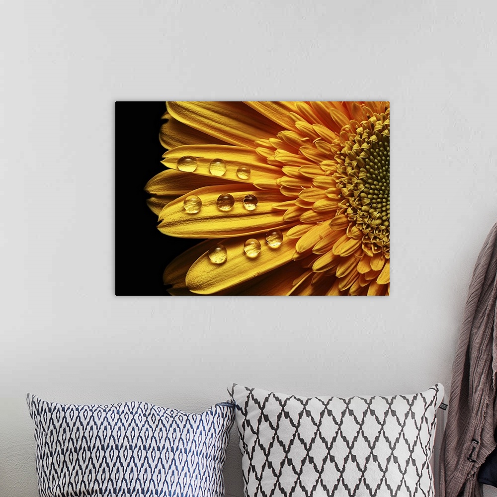 A bohemian room featuring Abstract rain drops in perfect order on a yellow flower.