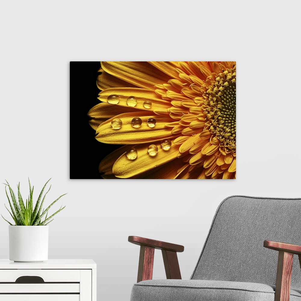 A modern room featuring Abstract rain drops in perfect order on a yellow flower.