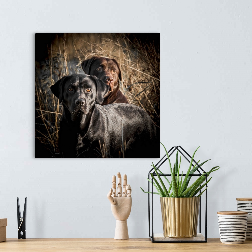 A bohemian room featuring A pair of working Labradors out in the field.
