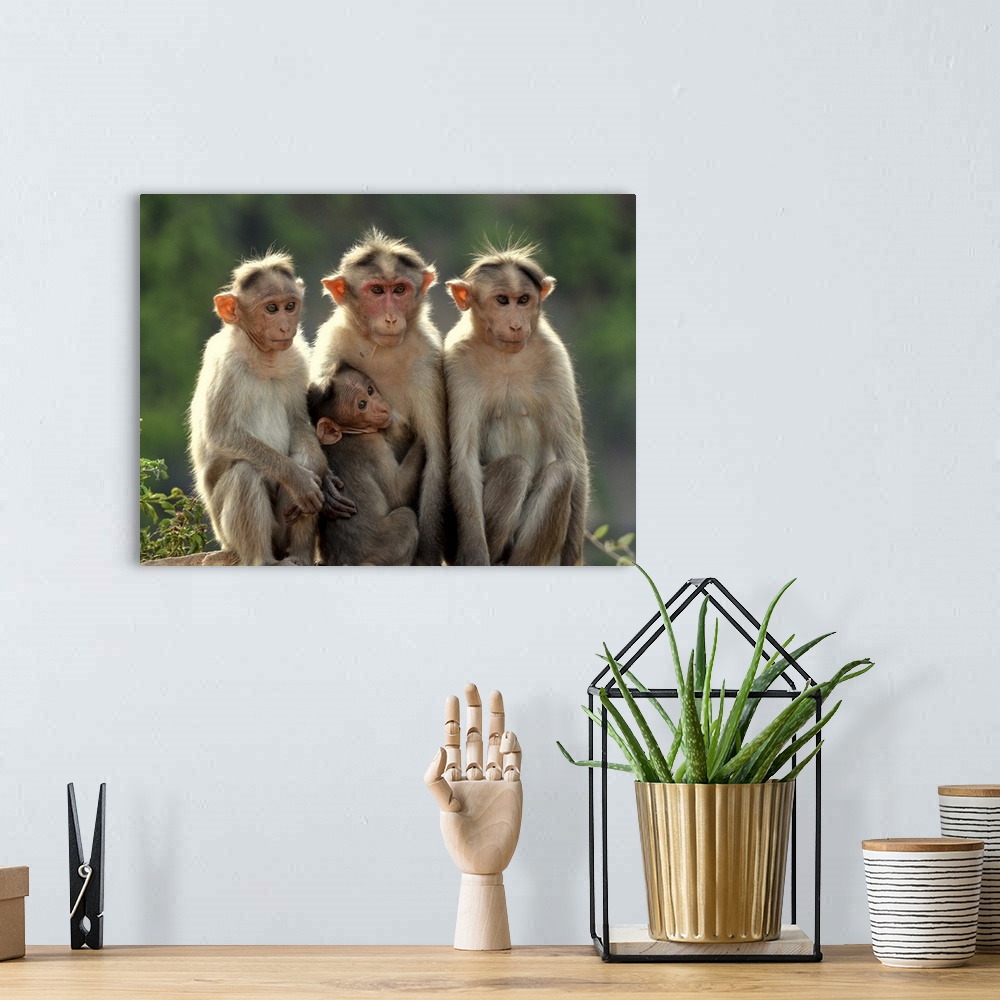 A bohemian room featuring Four monkeys sitting in the sunlight.