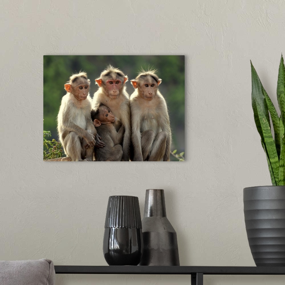A modern room featuring Four monkeys sitting in the sunlight.