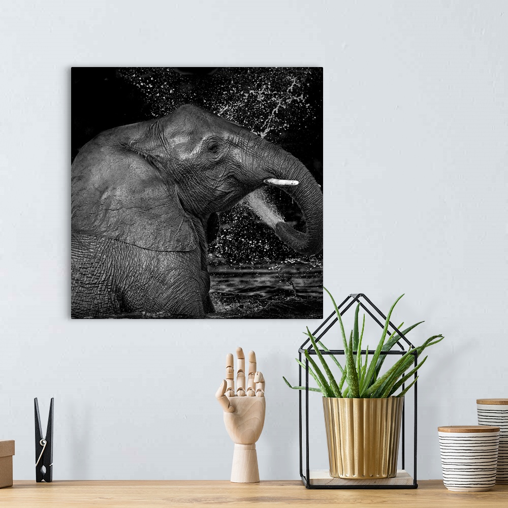 A bohemian room featuring Black and white image of an elephant splashing itself with water from its trunk.