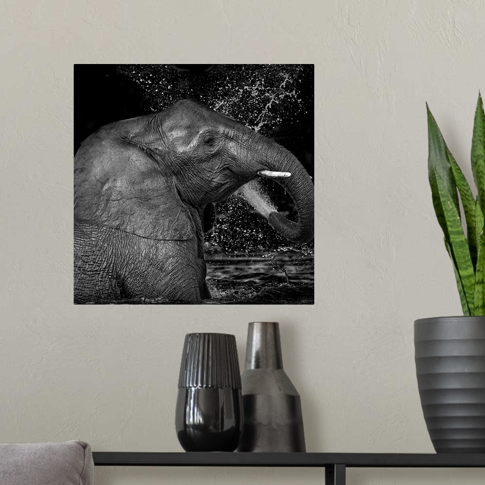 A modern room featuring Black and white image of an elephant splashing itself with water from its trunk.
