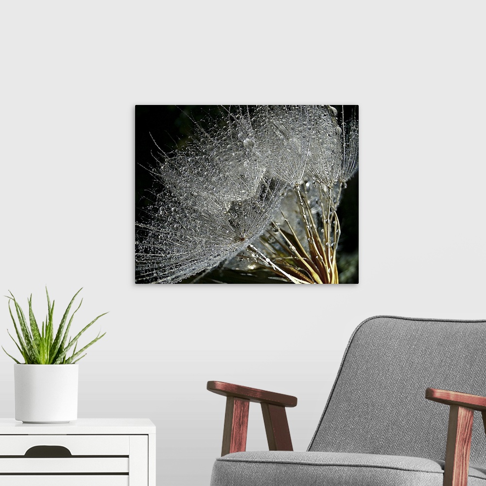 A modern room featuring Goat's Beard plant covered in dew.