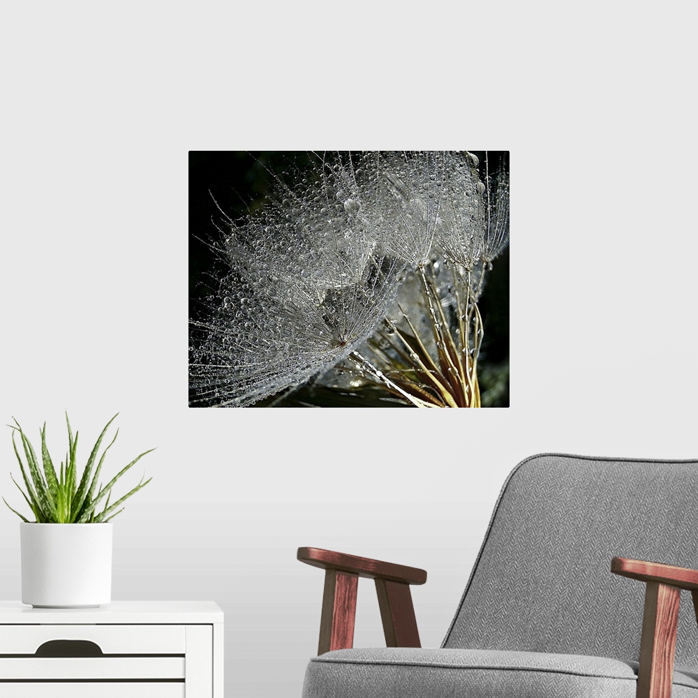 A modern room featuring Goat's Beard plant covered in dew.