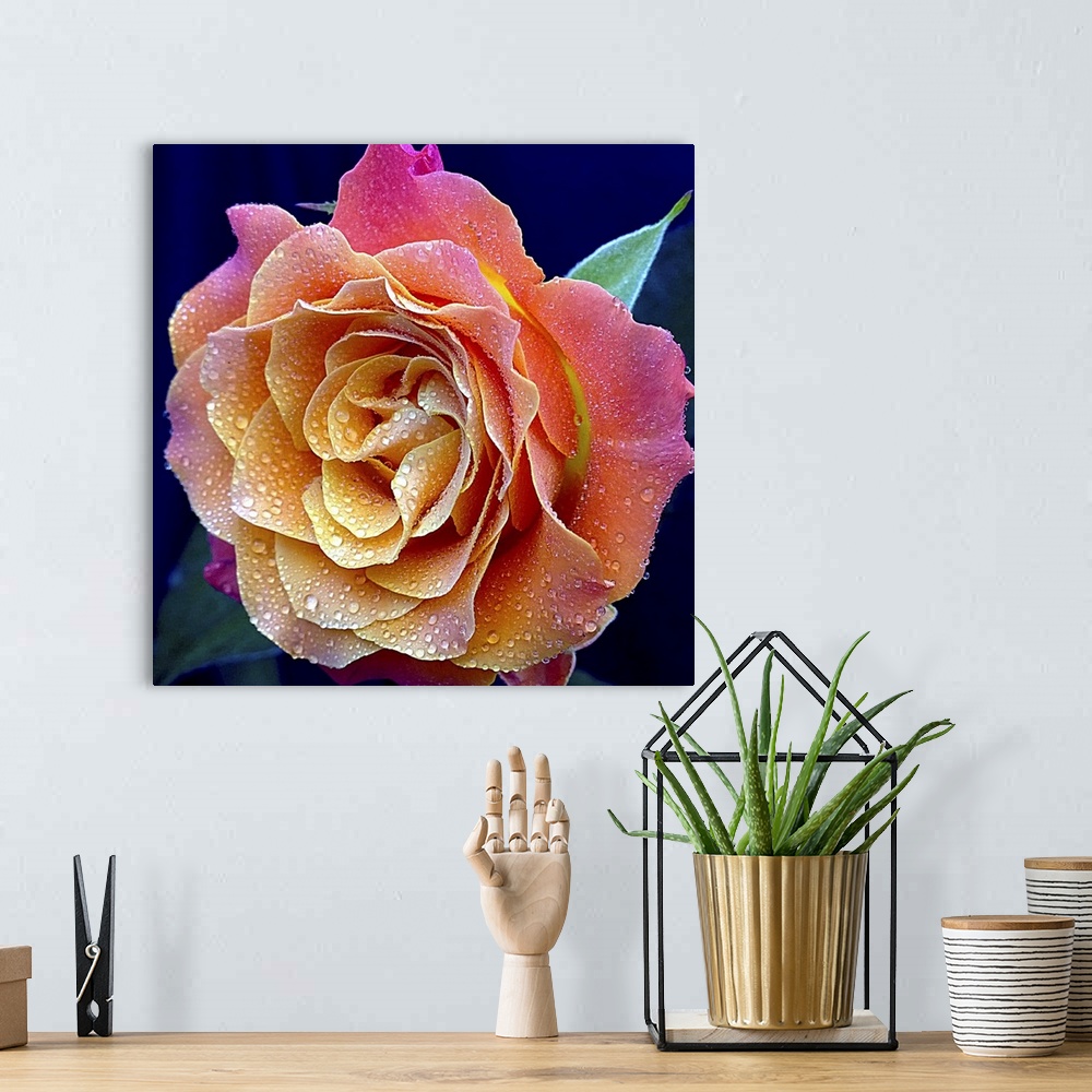 A bohemian room featuring The Most Beautiful Rose