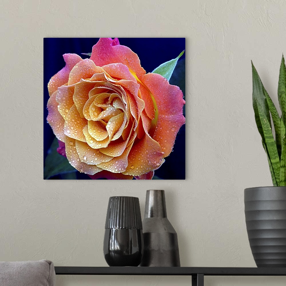 A modern room featuring The Most Beautiful Rose