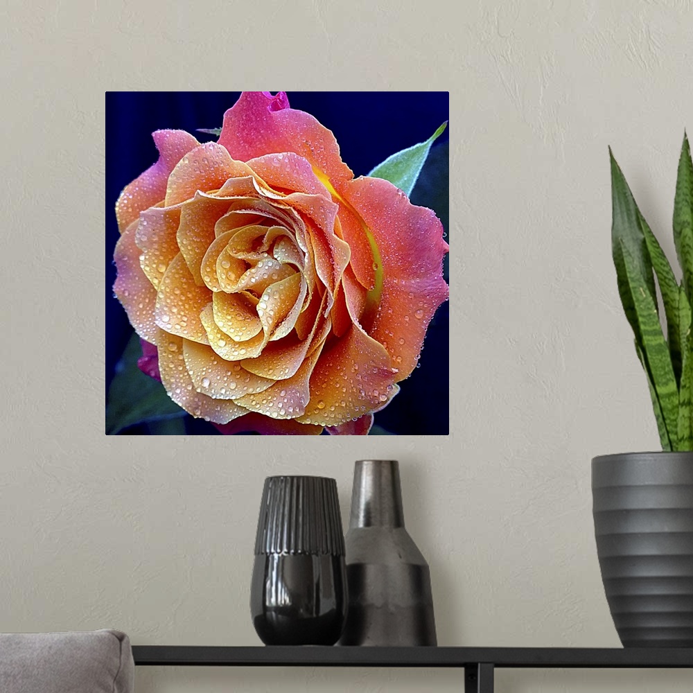 A modern room featuring The Most Beautiful Rose