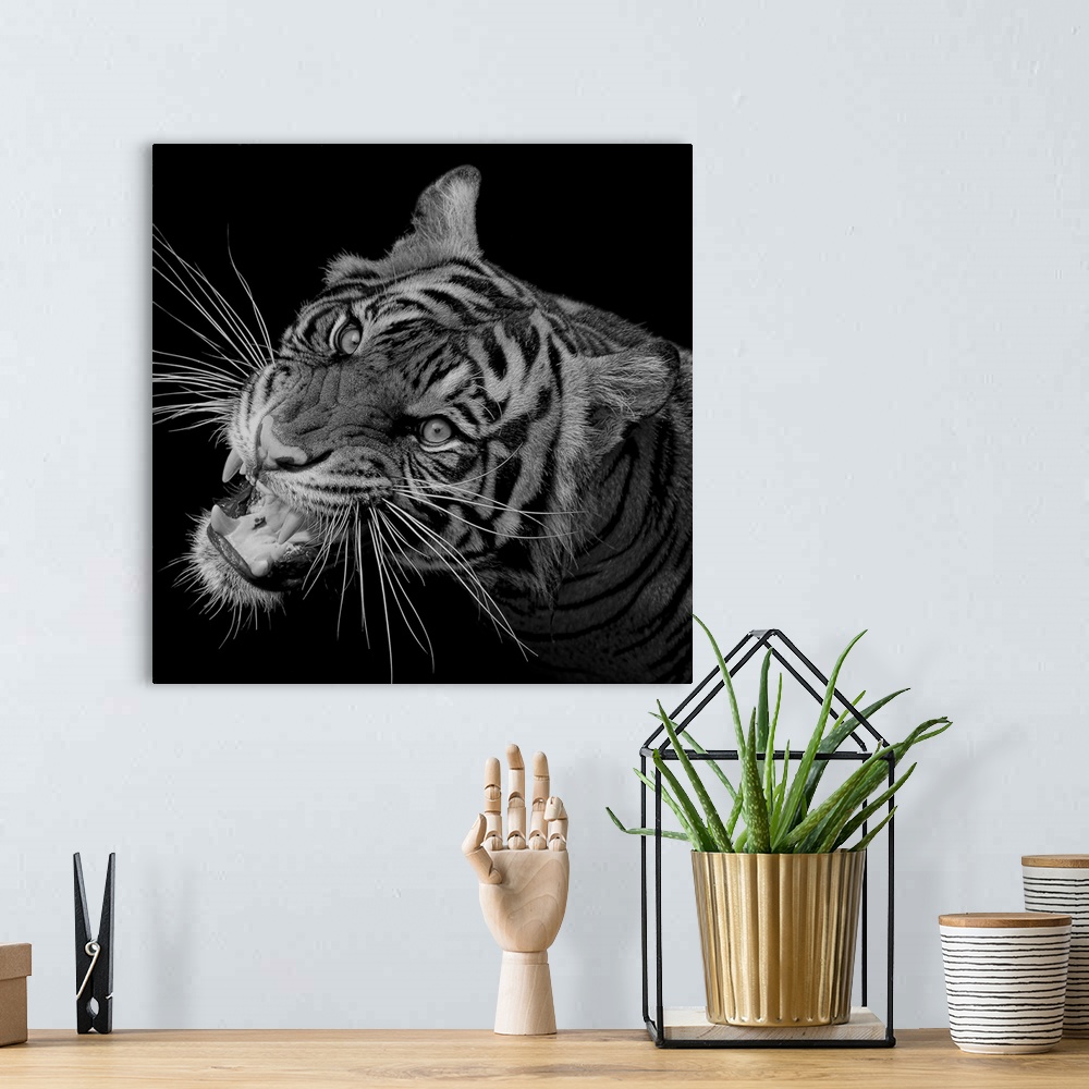 A bohemian room featuring Black and white portrait of a growling tiger.