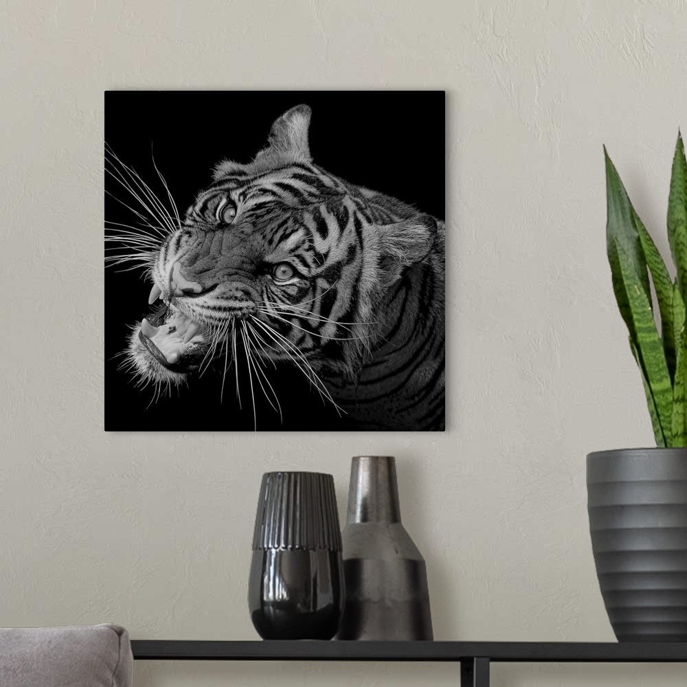 A modern room featuring Black and white portrait of a growling tiger.
