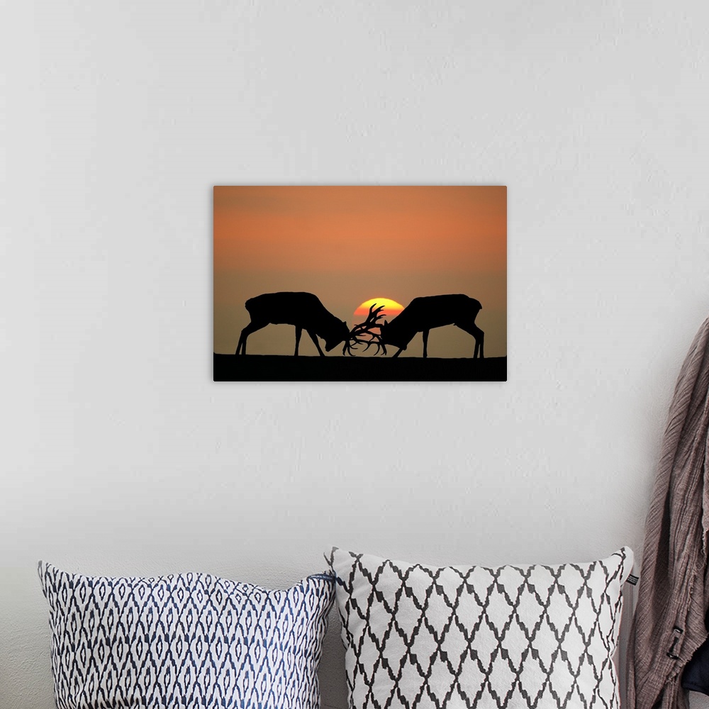 A bohemian room featuring Rutting red deer stags at sunset.