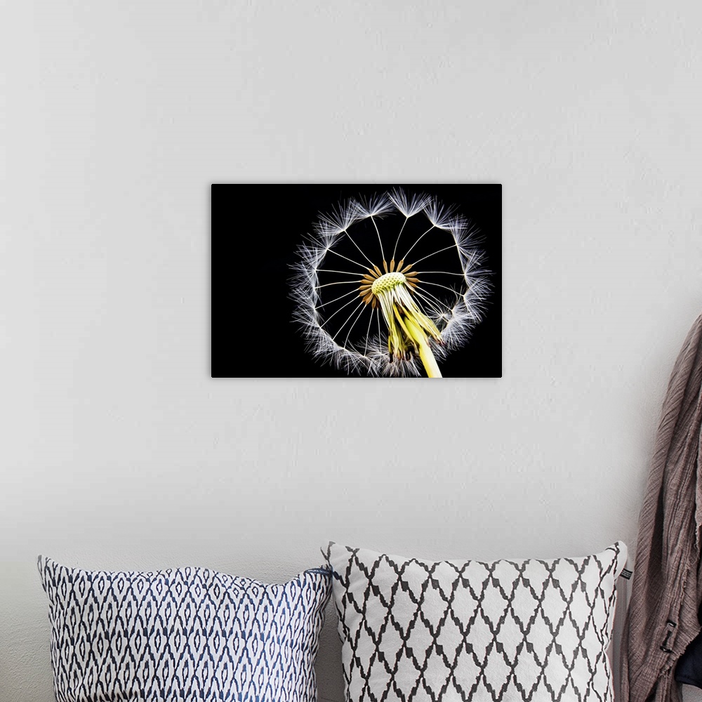 A bohemian room featuring Macro photograph of a dandelion against a black background.