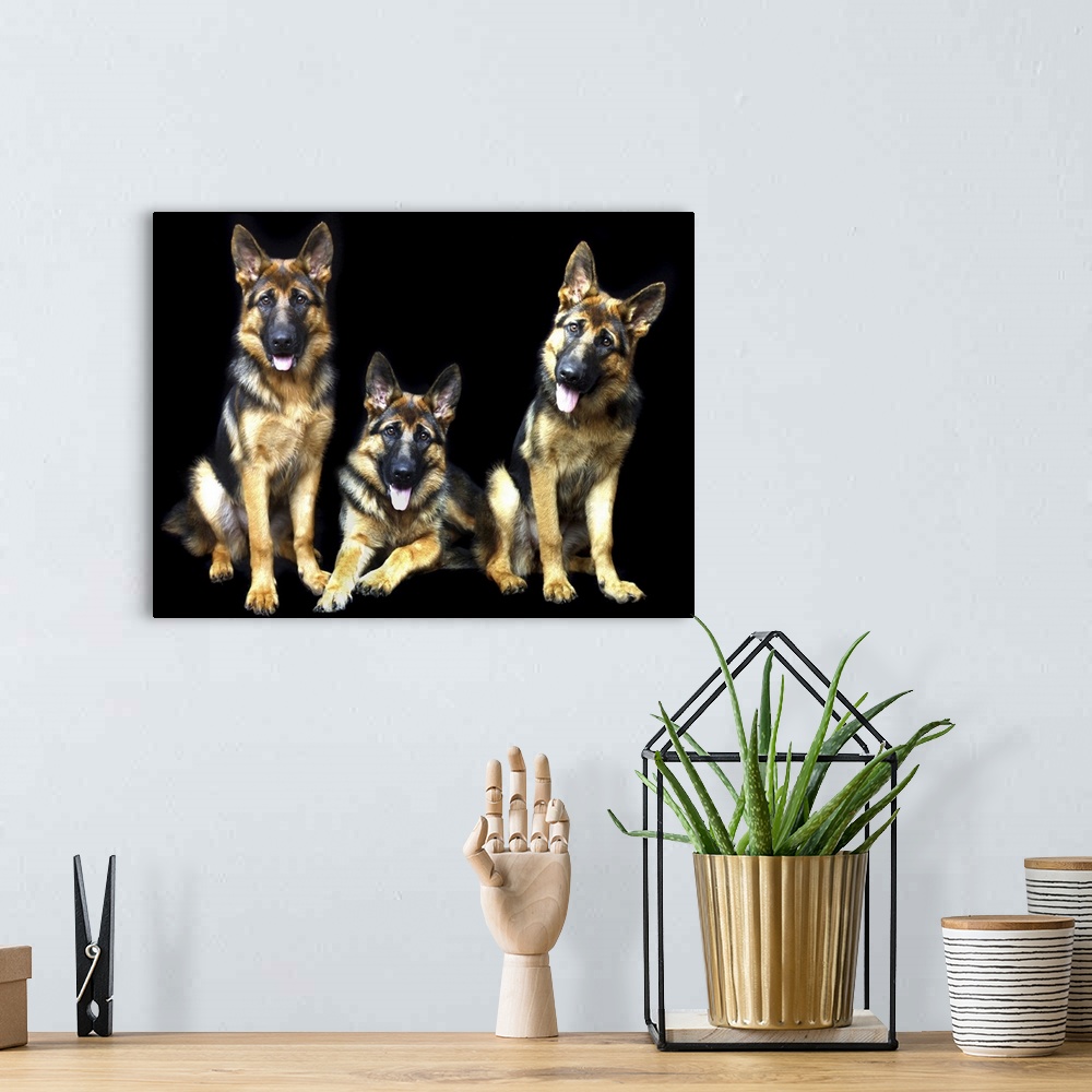 A bohemian room featuring Three cute German Shepherd dogs posing in a black studio.