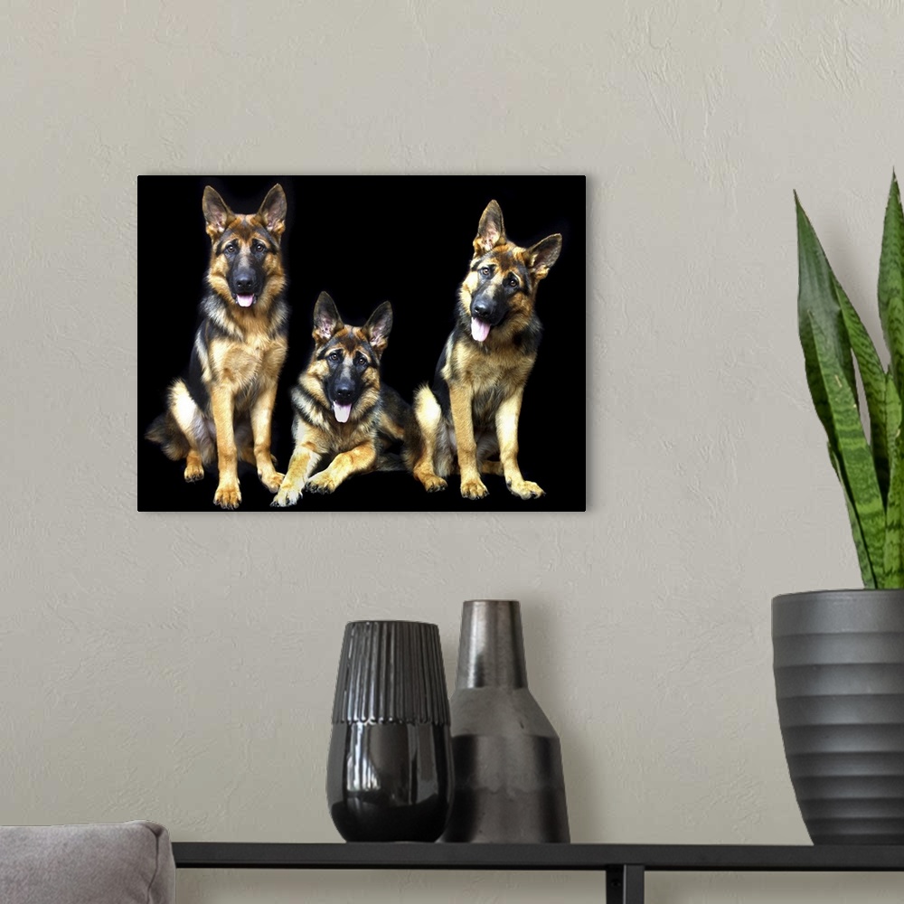 A modern room featuring Three cute German Shepherd dogs posing in a black studio.