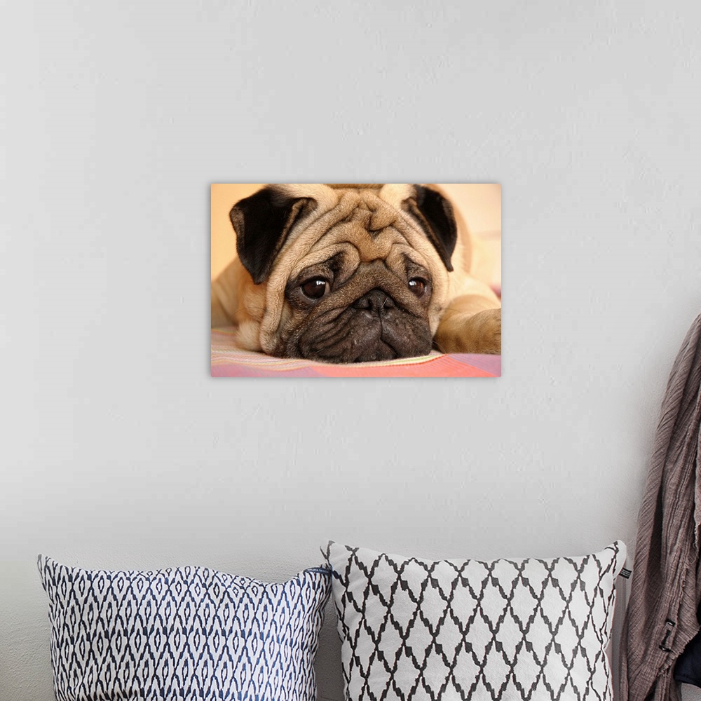 A bohemian room featuring A cute pug dog laying down on the ground.
