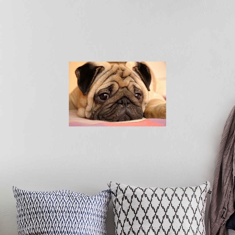 A bohemian room featuring A cute pug dog laying down on the ground.