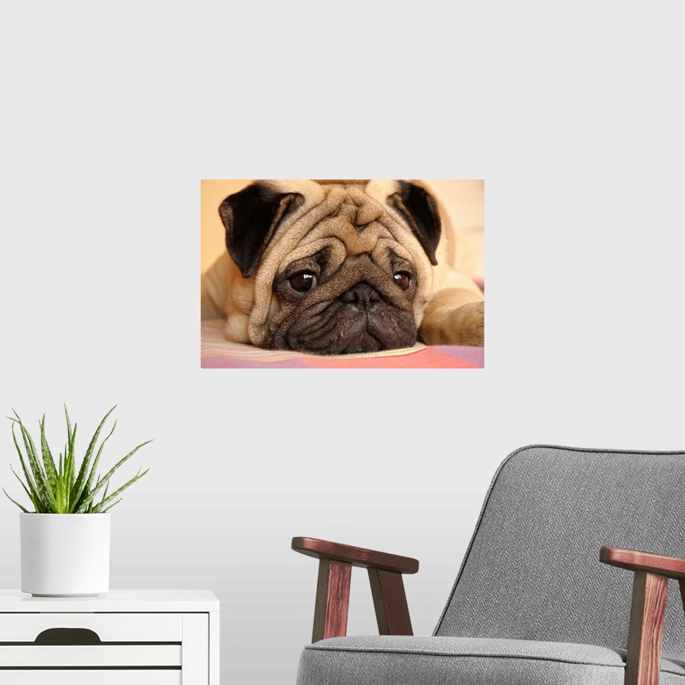 A modern room featuring A cute pug dog laying down on the ground.