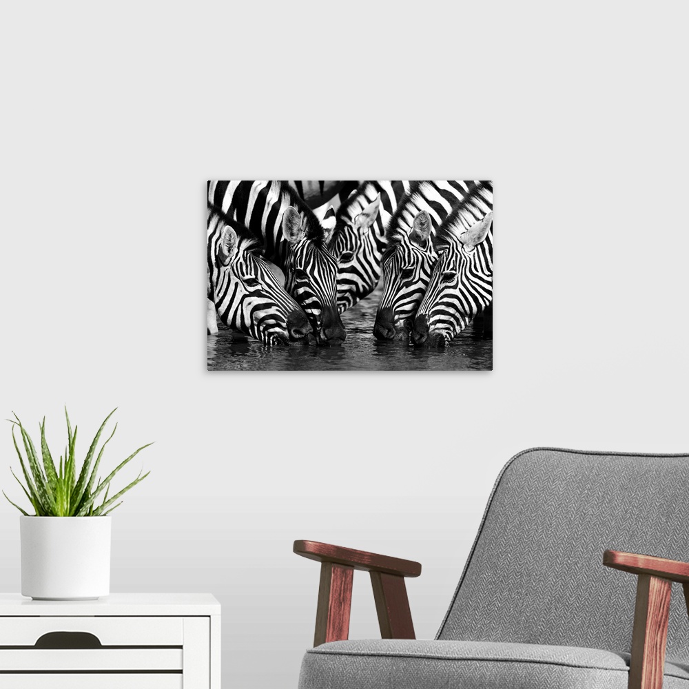 A modern room featuring A herd of zebras drinking from a pond.
