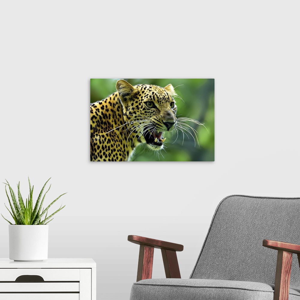 A modern room featuring A fierce portrait of a jaguar gazing intently at something while roaring.