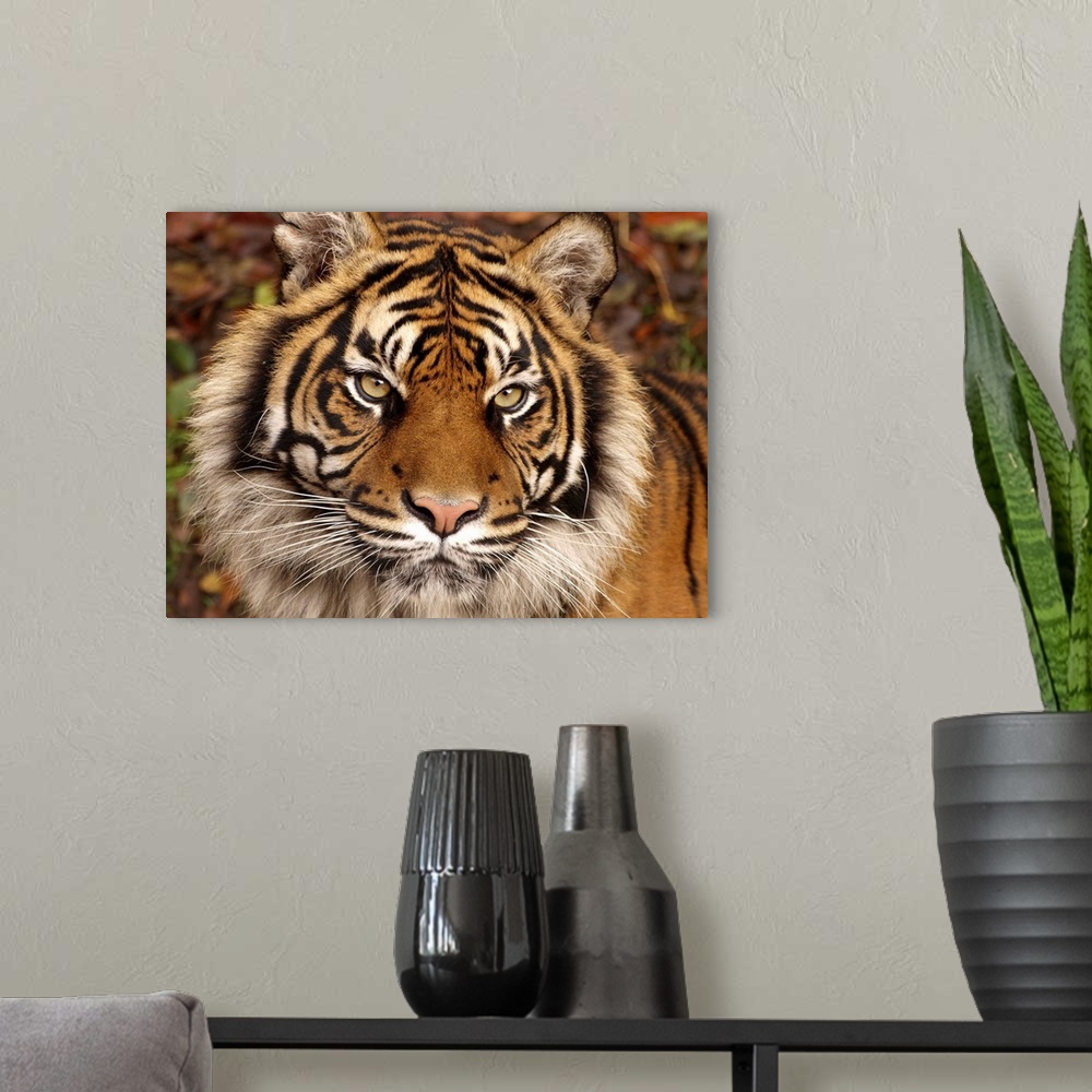 A modern room featuring Tiger Ferocity
