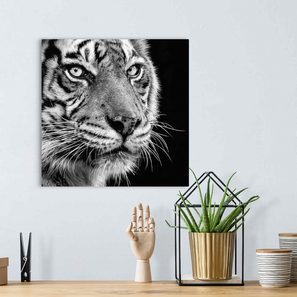 A bohemian room featuring Black and white portrait of an elegant tiger.