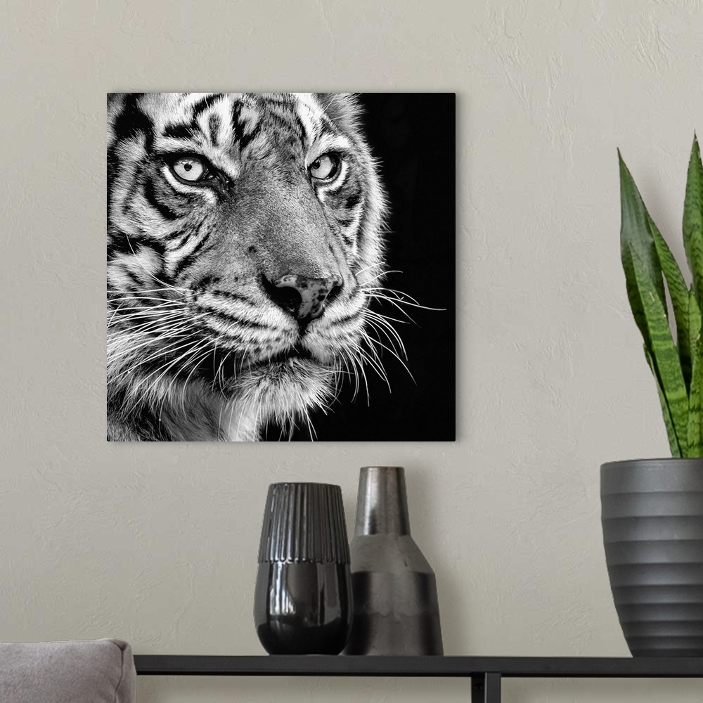 A modern room featuring Black and white portrait of an elegant tiger.