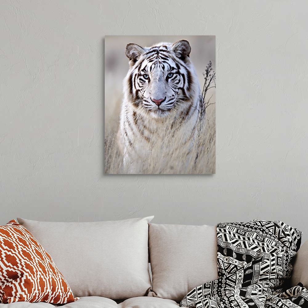 A bohemian room featuring A portrait of a majestic looking white tiger partially concealed behind tall grass.