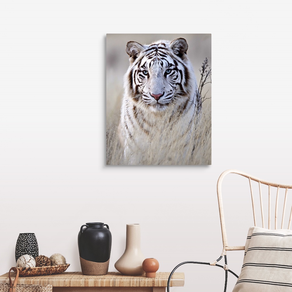A farmhouse room featuring A portrait of a majestic looking white tiger partially concealed behind tall grass.