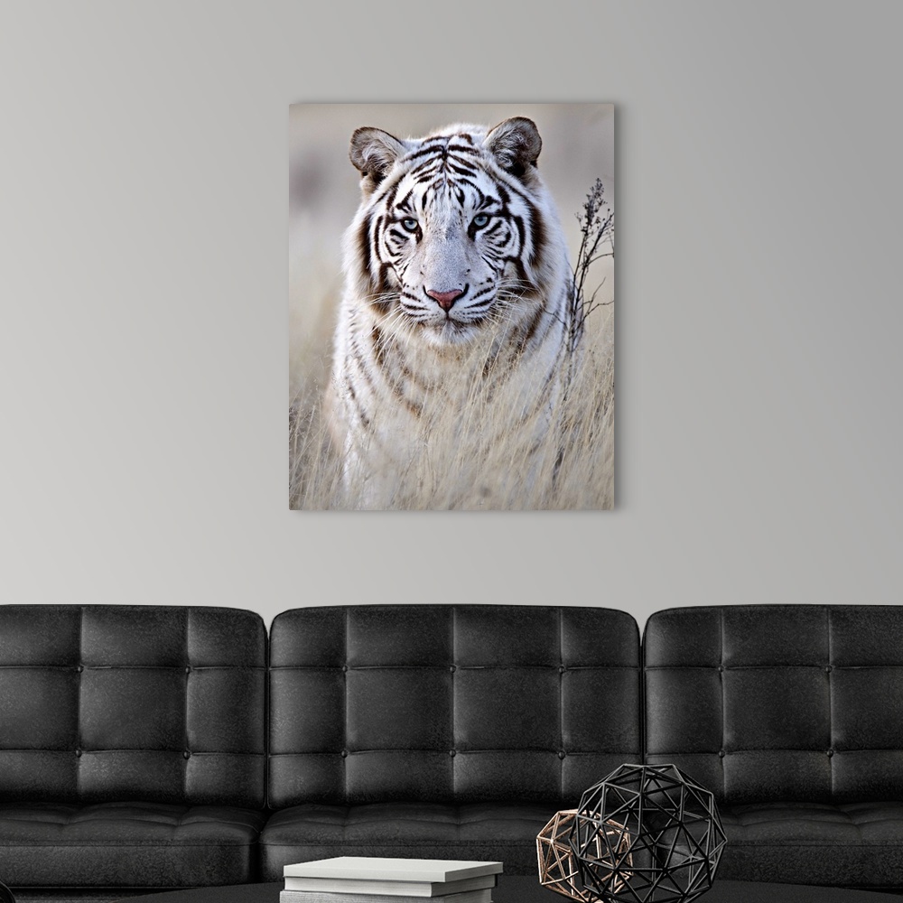 A modern room featuring A portrait of a majestic looking white tiger partially concealed behind tall grass.
