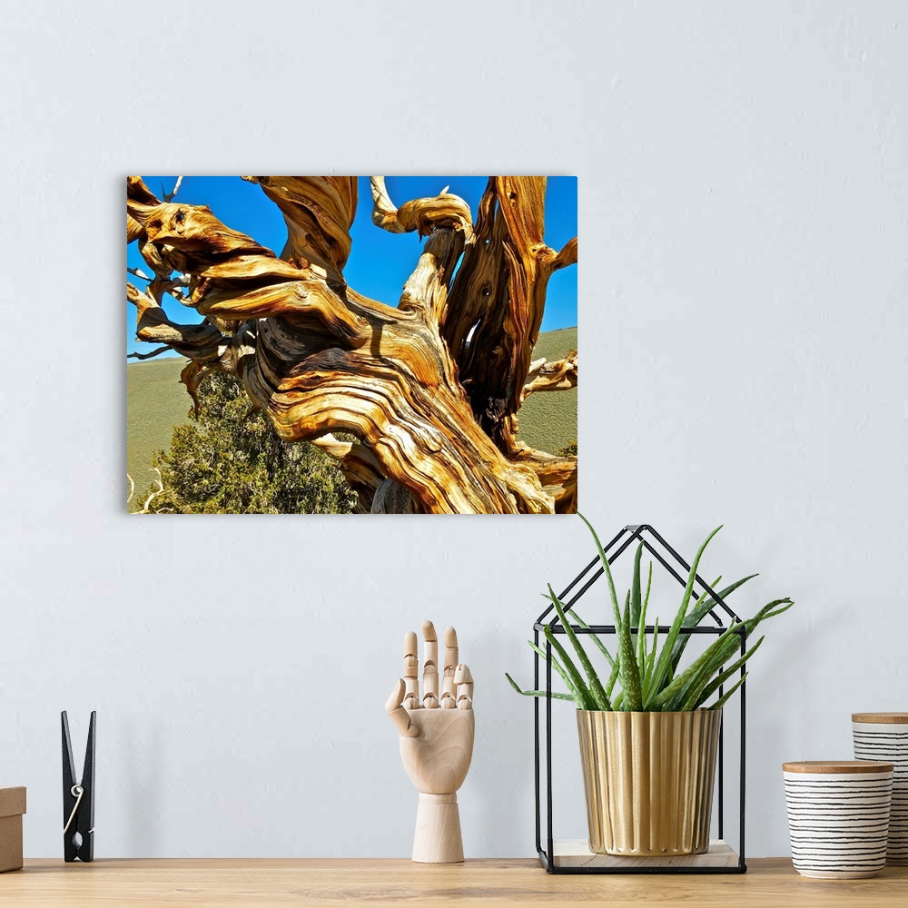 A bohemian room featuring Twisted, gnarled branches of a Bristlecone Pine.