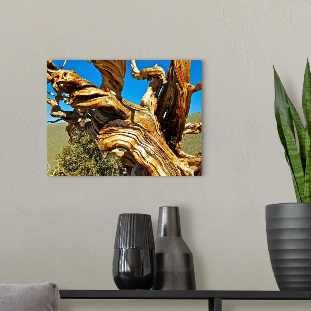 A modern room featuring Twisted, gnarled branches of a Bristlecone Pine.